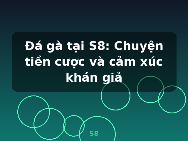 Đá gà tại S8: Chuyện tiền cược và cảm xúc khán giả - S8