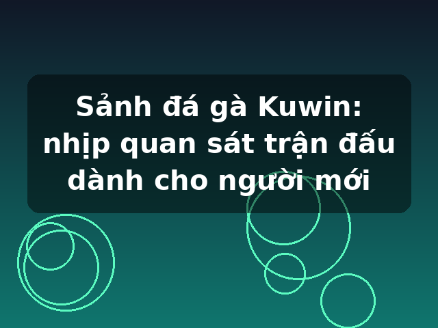 Sảnh đá gà Kuwin: nhịp quan sát trận đấu dành cho người mới